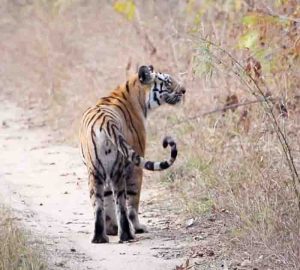 Three death due to tiger attack in balaghat,forest workers intensfied