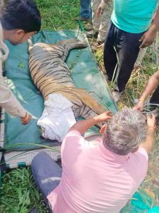 2 Days later , man eating tifer in clutches