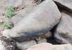 Femal tiger body found trapped between two stones