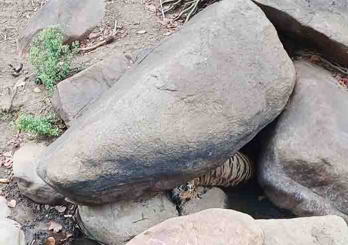 Femal tiger body found trapped between two stones