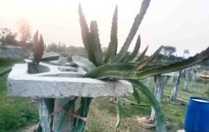 Dragon fruit farming innovation in rewa