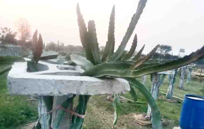Dragon fruit farming innovation in rewa