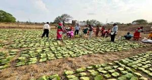 Tendupatta collection means 0f employment and income in vanachal