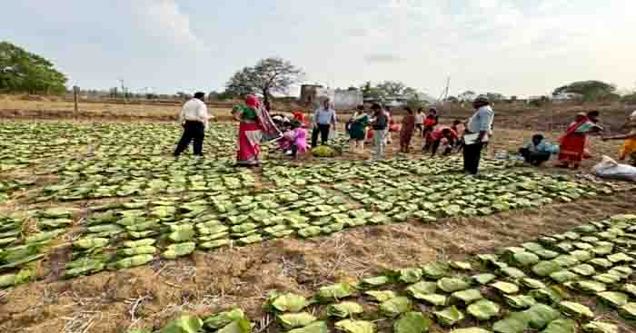 Tendupatta collection means 0f employment and income in vanachal