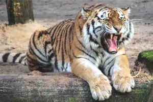 Pressed the farmer in the jaw and took the tiger