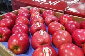 Boycott of turkish apple in india