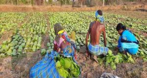 Demand for tendupatta of balaghat till hyderabad