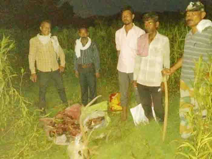 Male chital hunting in balaghat,7 caught.one absconding
