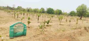 Encroachment removed, plant base,fruit garden