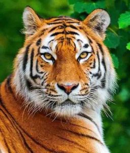 Wildlife rescue center will open in every division to oversee forest creatures