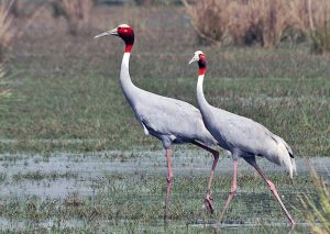 Balaghat the most stork in balaghat