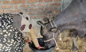 Buffalo scam in mp ,buffalo of tribals is tied to dabango