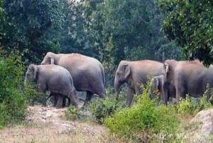 9 Elephants roaming in the residential area of manpat