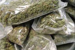 21 Lakh cannaabis seized from two cars in raigad