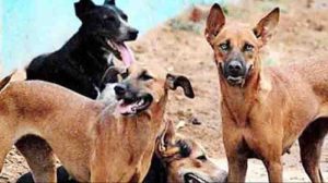 Beware of bihars dogs, not afraid to show belts