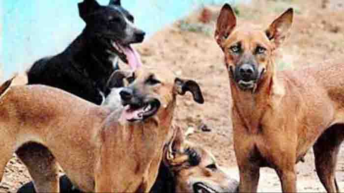 Beware of bihars dogs, not afraid to show belts