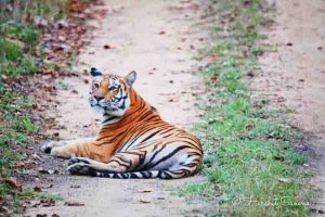 MPS tiger reserve will be closed from julayi 1