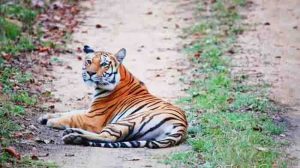 Sonewani corridor is the door to history and expectation