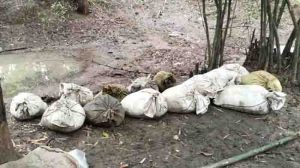 Mahua lahan of rs 3.60 lakh seized from khursodi drain in balaghat