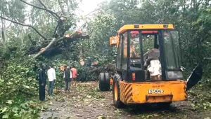 Banyan fell due ro heavy rains, hanged in procession jam