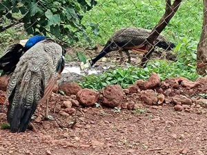 Peacock is not leaving the vollage