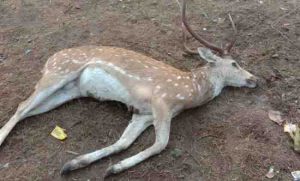 Chital dies due to dog attack