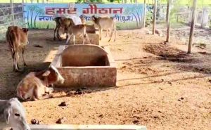 22 cows stolen from kanji house, congress demonstrated