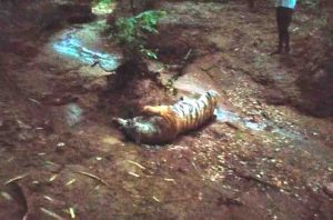 Deputy ranger -chowkidars burnt tigers body at the behest of forest guard