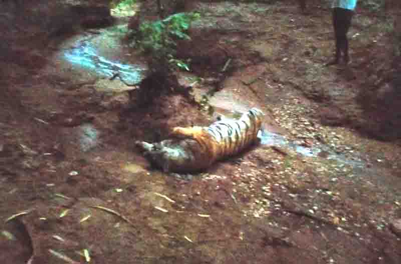 Deputy ranger -chowkidars burnt tigers body at the behest of forest guard