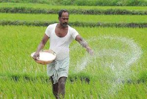 Putting DAP in standing crop will damage crops