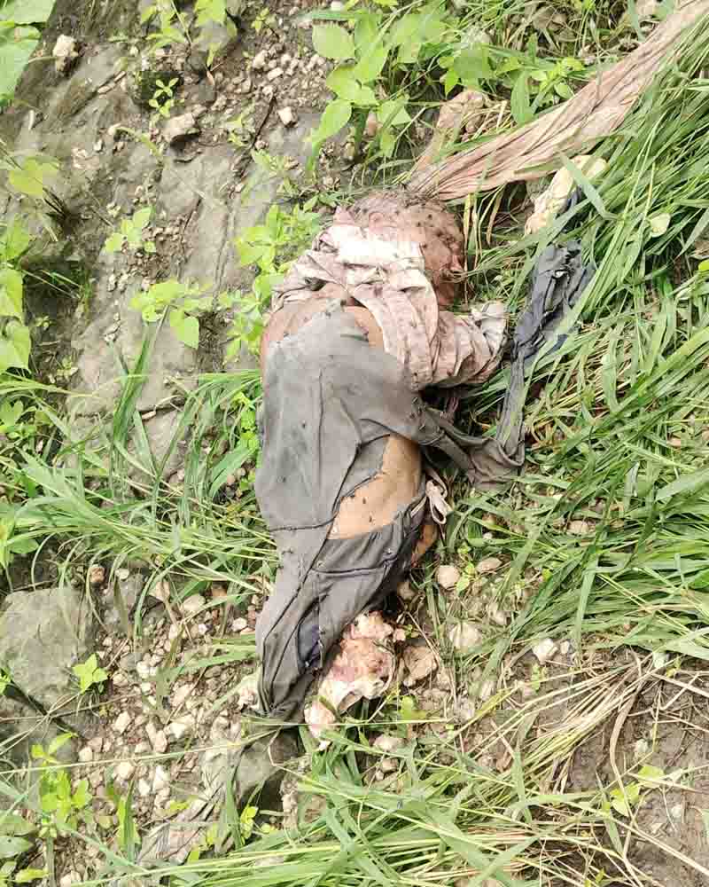 Tiger ate elderly who has gone to bamboo