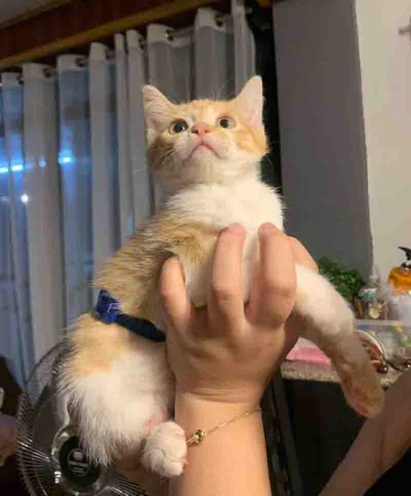Fed the cat love ,then murdered ,the reason will surprise