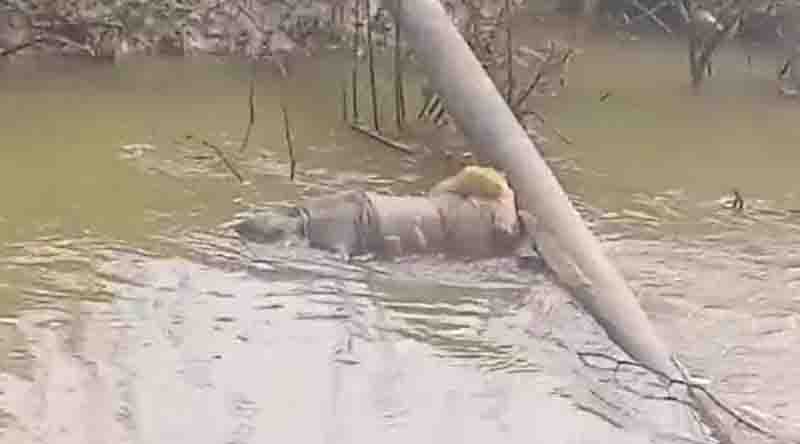 The body of the elderly who went to graze the buffalo found in the canal