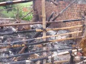 Gaushala of mauganj caught fire,one cow dies,another scorching