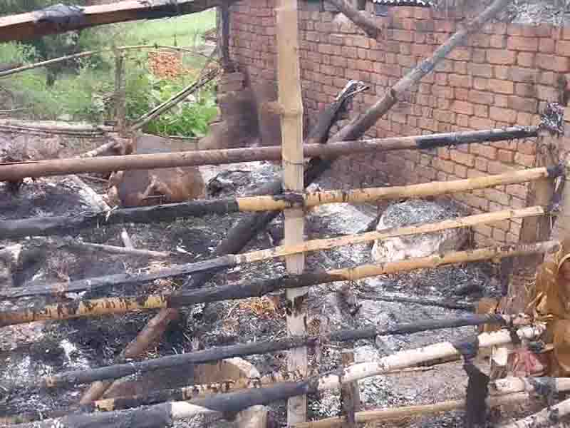 Gaushala of mauganj caught fire,one cow dies,another scorching