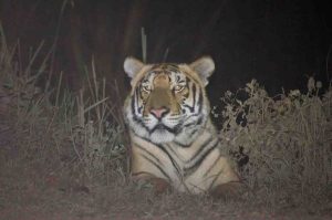 Tigers in katangi will be monitored by camera