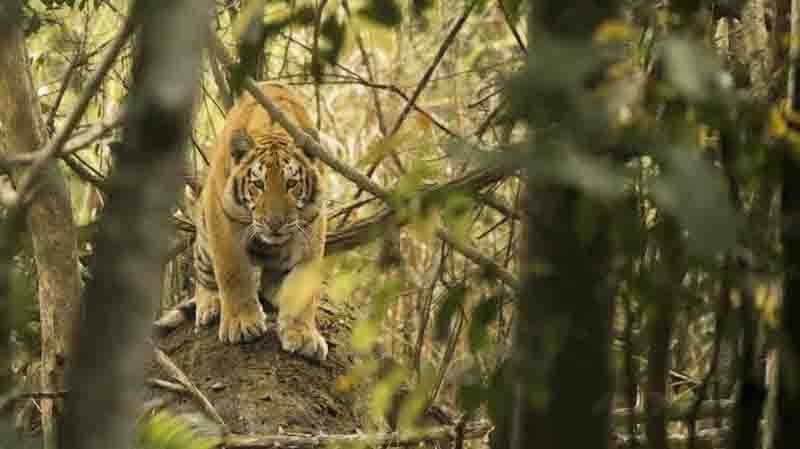Fifth death in 8 month due to tiger attack